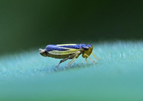 Evacanthus interruptus